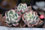 PRESALE Echeveria Lenore Dean, Triple, (Not so Random)