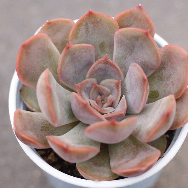 SPECIAL! JUST CART!!! PRESALE Echeveria Unknown