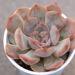 SPECIAL! JUST CART!!! PRESALE Echeveria Unknown