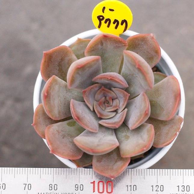 SPECIAL! JUST CART!!! PRESALE Echeveria Unknown