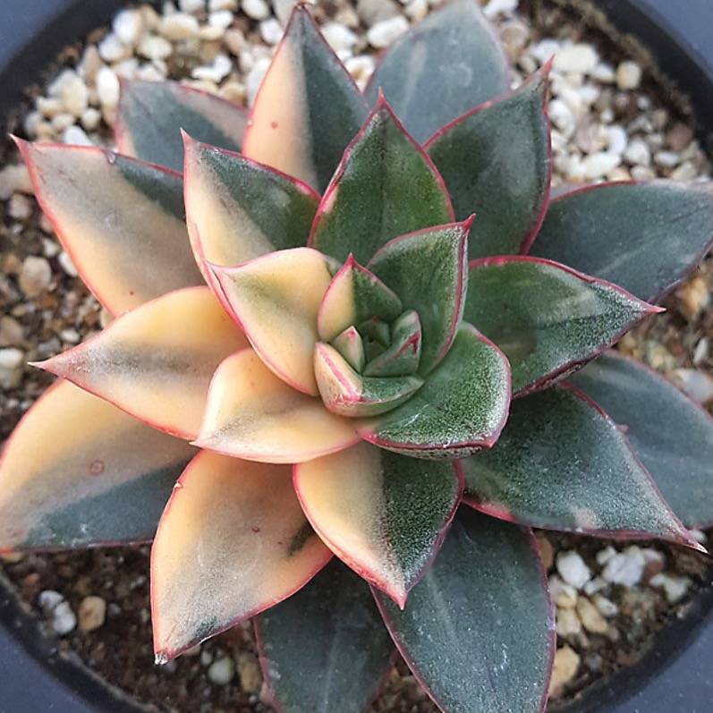 PRESALE Echeveria Monocerotis, Variegata, (Not so Random)