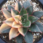 PRESALE Echeveria Monocerotis, Variegata, (Not so Random)