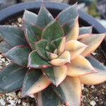 PRESALE Echeveria Monocerotis, Variegata, (Not so Random)