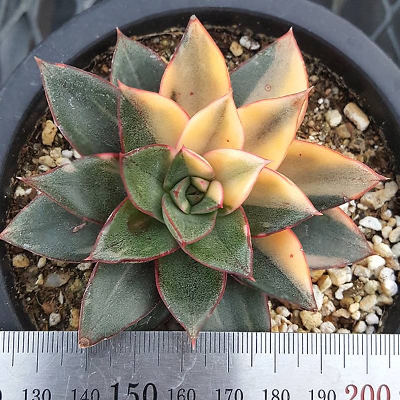 PRESALE Echeveria Monocerotis, Variegata, (Not so Random)