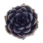 Echeveria Black Queen Hybrid