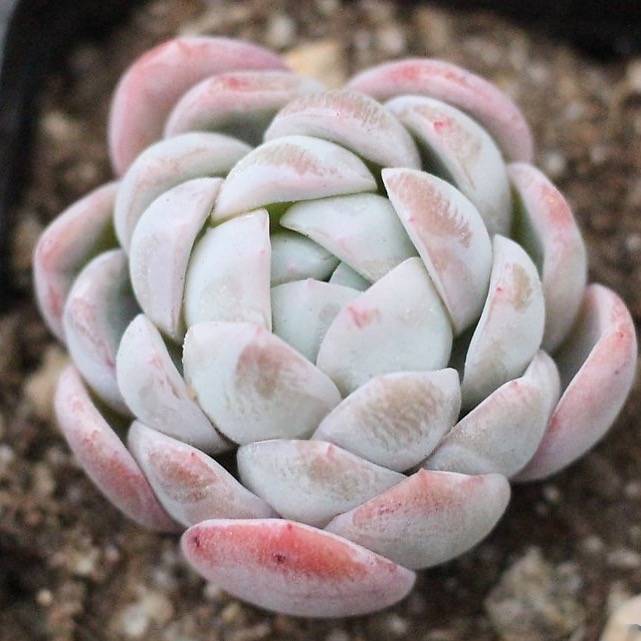 Presale Echeveria 'Anfora'