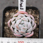 Presale Echeveria 'Anfora'