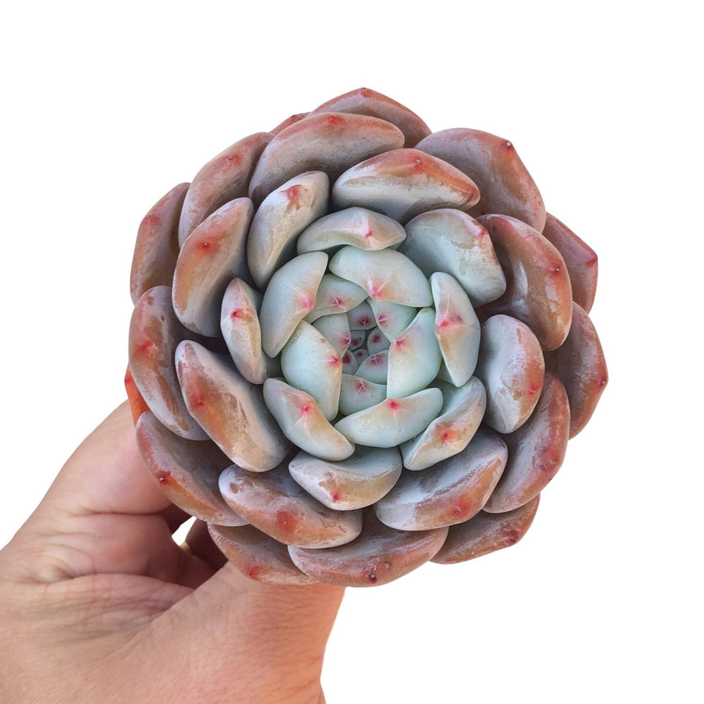 Echeveria Orange Monroe, Large