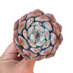 Echeveria Orange Monroe, Large