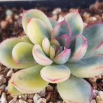 PRESALE Echeveria Pulidonis, Variegata, (Not so Random)