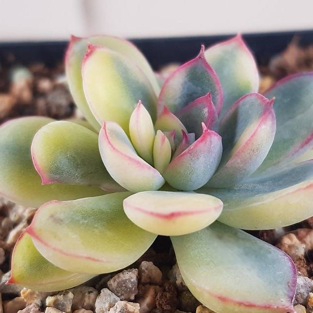 PRESALE Echeveria Pulidonis, Variegata, (Not so Random)