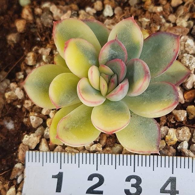 PRESALE Echeveria Pulidonis, Variegata, (Not so Random)