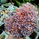 PRESALE Echeveria Debbie Cristata, (Not so Random)