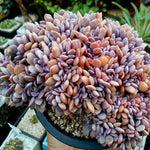 PRESALE Echeveria Debbie Cristata, (Not so Random)