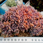 PRESALE Echeveria Debbie Cristata, (Not so Random)