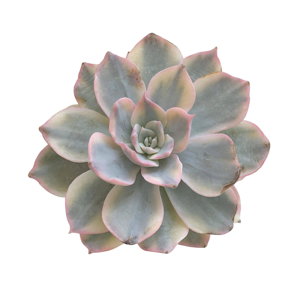 echeveria subsessilis variegata SALE! Echeveria Subsessilis, Variegata – Cedar Creek Farmhouse