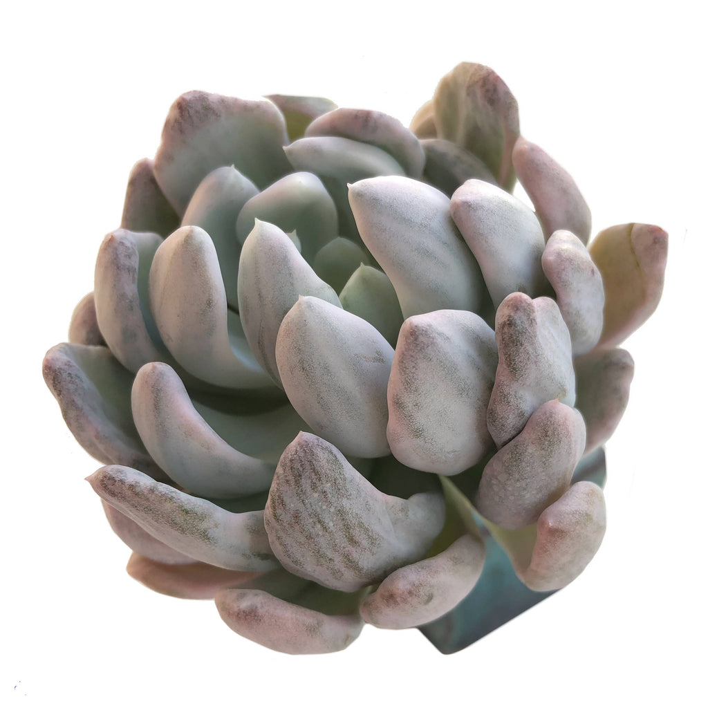 Echeveria Roly Poly Variegated and Mutated – Cedar Creek Farmhouse