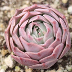 Presale Echeveria Gold Light