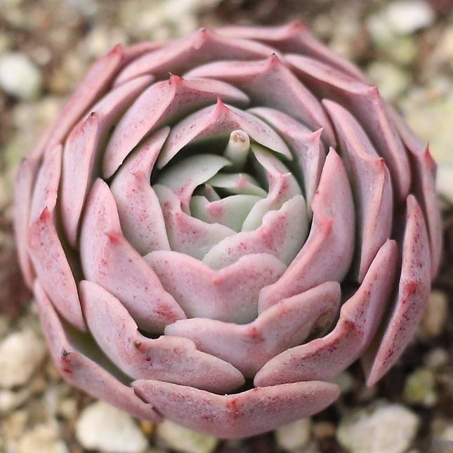 Presale Echeveria Gold Light