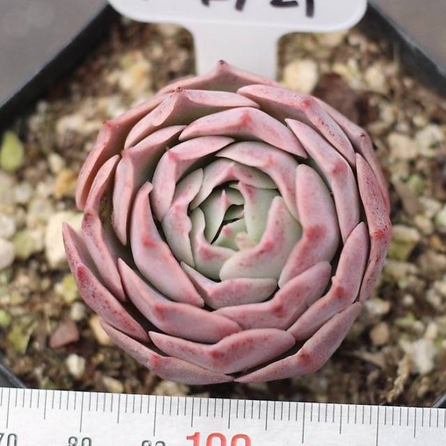 Presale Echeveria Gold Light