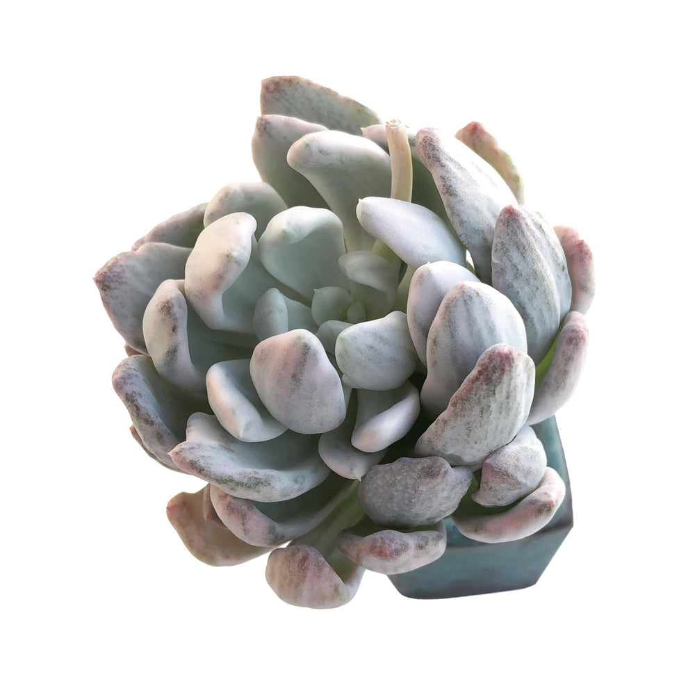 Echeveria Roly Poly Variegated and Mutated – Cedar Creek Farmhouse