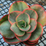 PRESALE Echeveria Suyon, (Not so Random)