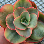 PRESALE Echeveria Suyon, (Not so Random)