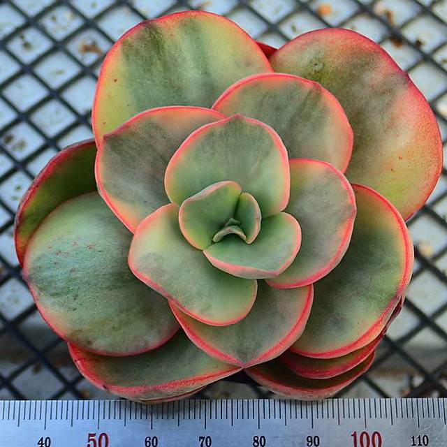 PRESALE Echeveria Suyon, (Not so Random)