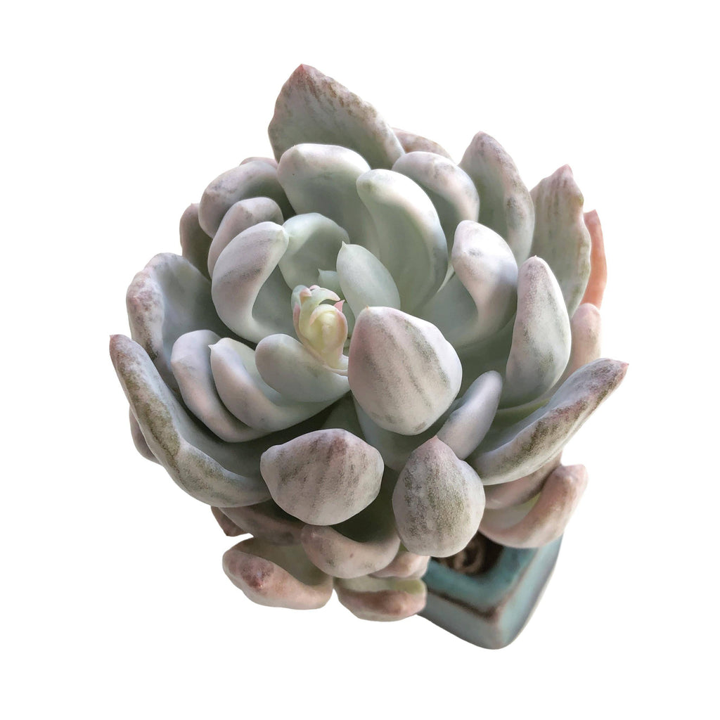 Echeveria Roly Poly Variegated and Mutated – Cedar Creek Farmhouse