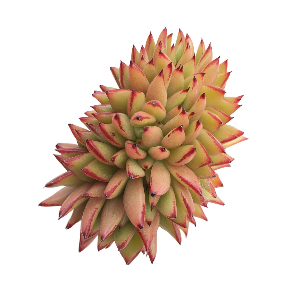 Echeveria Agavoides Elkhorn