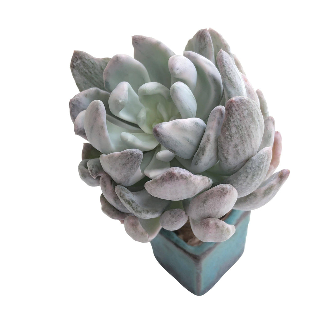 Echeveria Roly Poly Variegated and Mutated – Cedar Creek Farmhouse