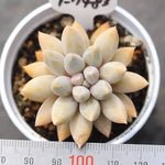 PRESALE Echeveria Tolimanensis Hybrid