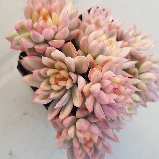 PRESALE Echeveria Mebina, Variegata Cluster, (Not so Random)