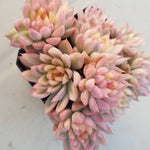 PRESALE Echeveria Mebina, Variegata Cluster, (Not so Random)