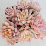 PRESALE Echeveria Mebina, Variegata Cluster, (Not so Random)