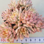 PRESALE Echeveria Mebina, Variegata Cluster, (Not so Random)