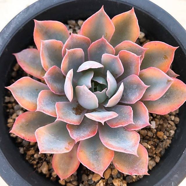 echeveria blue succulent PRESALE Echeveria Blue Heron, Variegata, (Not so Random)