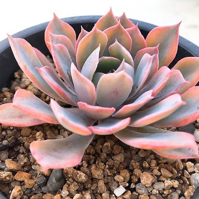 blue heron succulent care PRESALE Echeveria Blue Heron, Variegata, (Not so Random) – Cedar Creek  Farmhouse