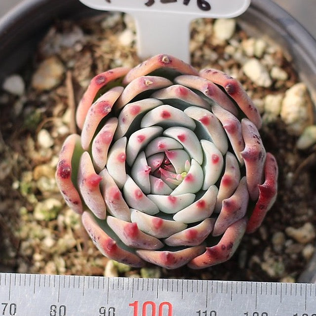 PRESALE Echeveria cv Momotarou