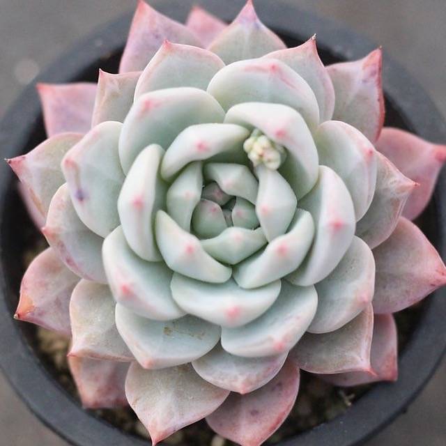 PRESALE Echeveria Blue Bird