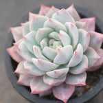 PRESALE Echeveria Blue Bird