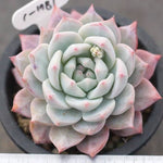 PRESALE Echeveria Blue Bird