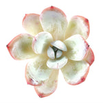 Echeveria Silver Ring