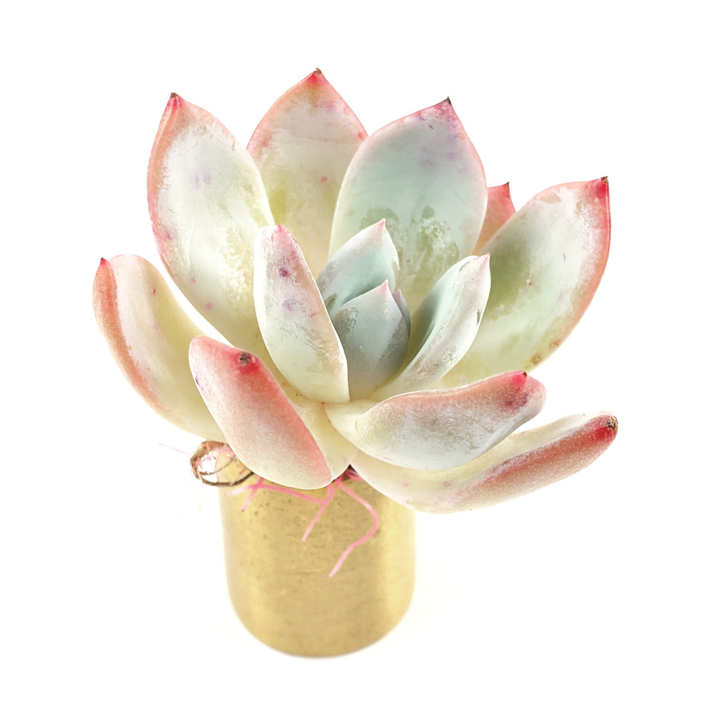 Echeveria Silver Ring