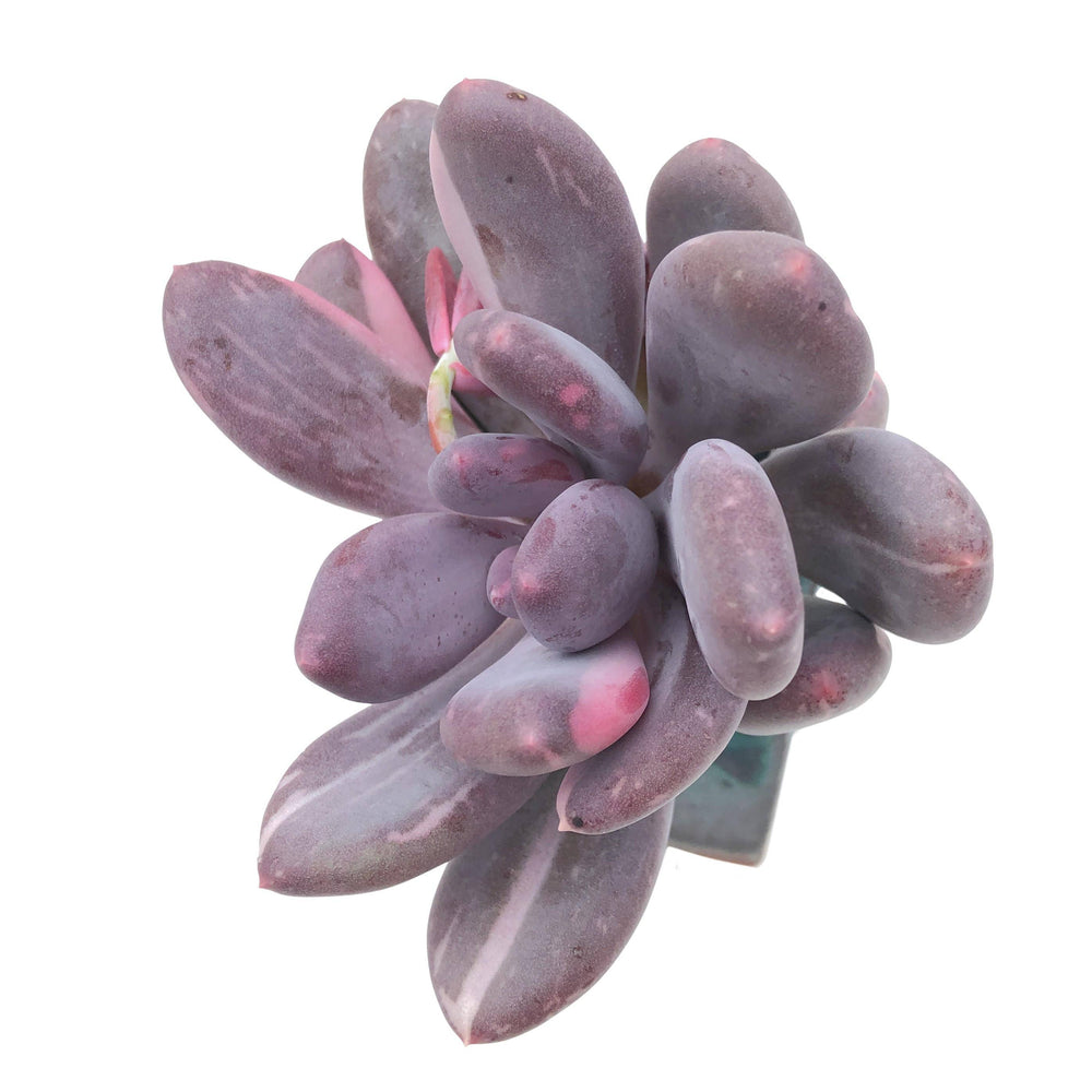 SPECIAL REQUEST- Pachyphytum Bora, Variegata