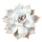 Echeveria Sp.