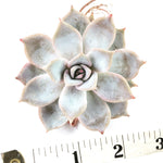 Echeveria Sp.