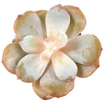 THE GOOD, THE BAD and The UGLY SALE! Echeveria Cream Tea