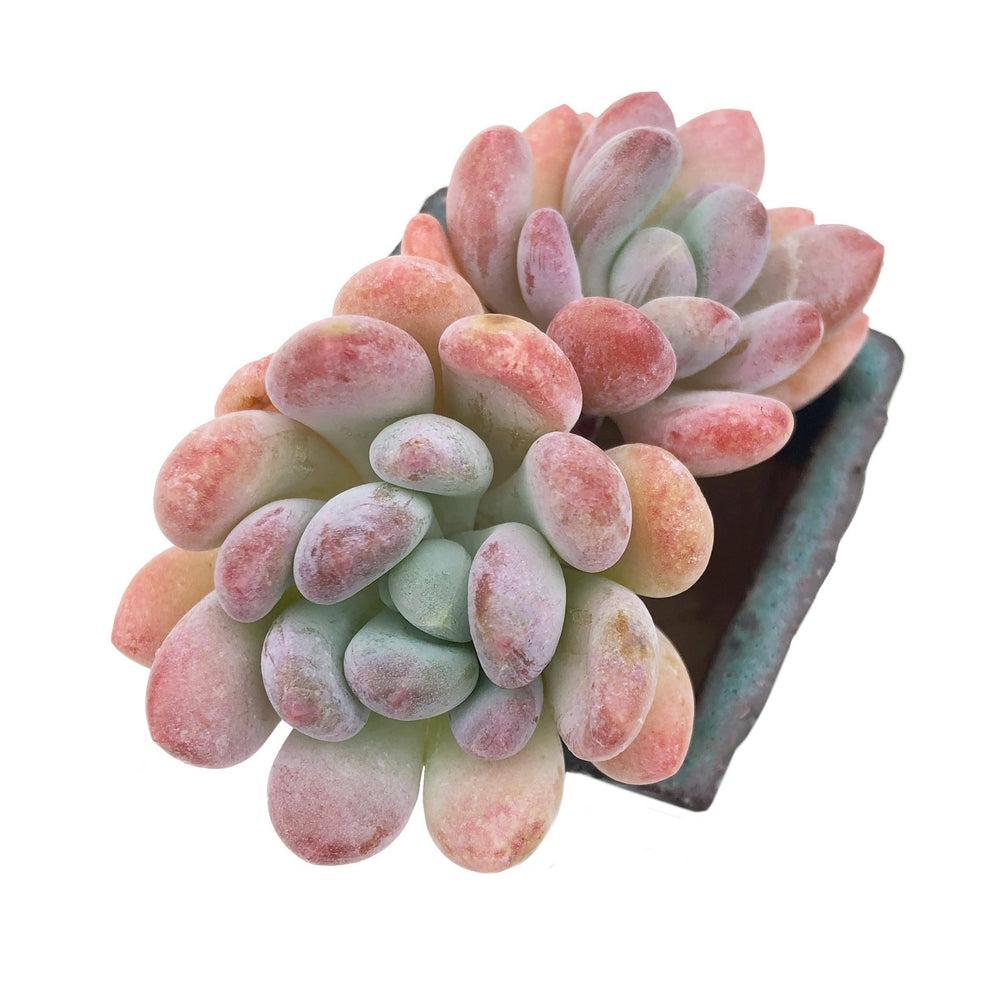SPECIAL REQUEST- Pachyveria Pachyphytoides Walth