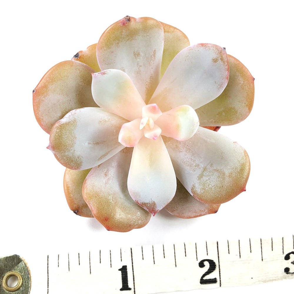 THE GOOD, THE BAD and The UGLY SALE! Echeveria Cream Tea